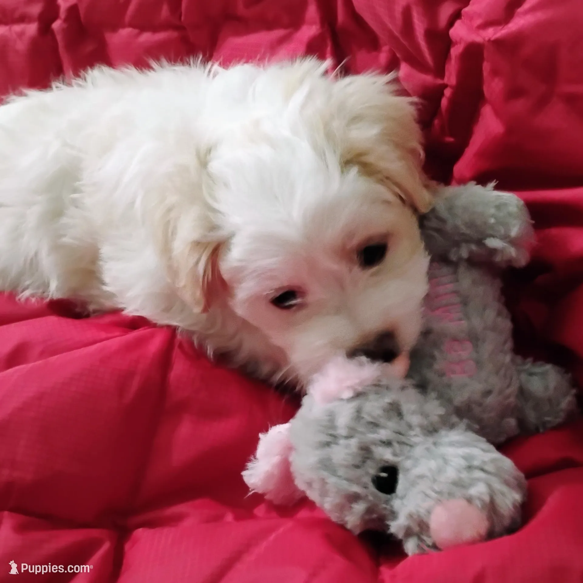 Valentine, a female Shih Tzu for sale in New Castle, PA – Photo 4 of 10