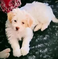 Valentine, a female Shih Tzu for sale in New Castle, PA – Photo 5 of 10