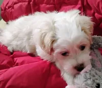 Valentine, a female Shih Tzu for sale in New Castle, PA – Photo 3 of 10