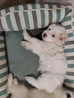 Valentine, a female Shih Tzu for sale in New Castle, PA – Photo 10 of 10