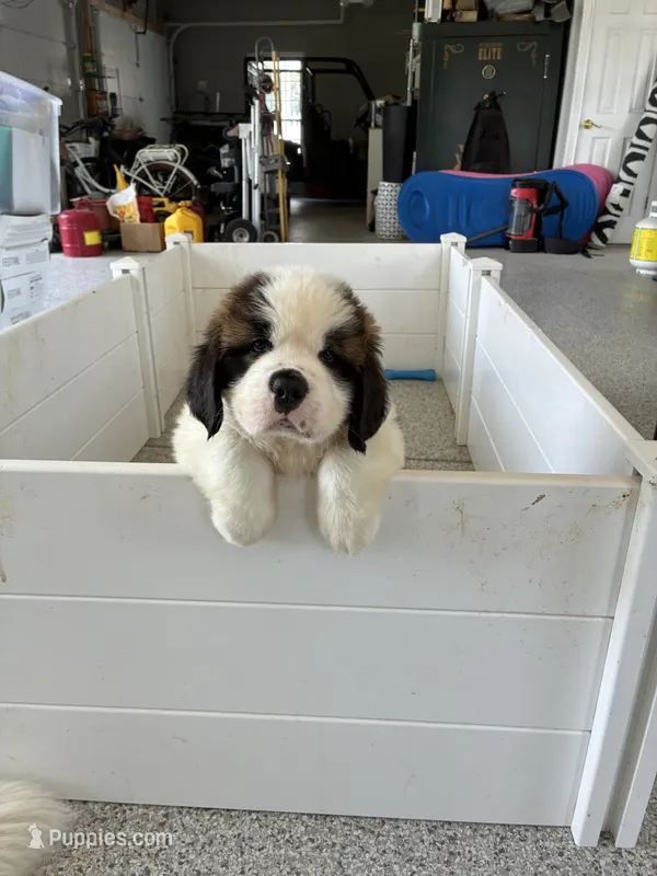 PJ – Saint Bernard puppy for sale in Kirkwood, MO