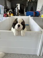 PJ, a male Saint Bernard for sale in Kirkwood, MO – 1 of 3
