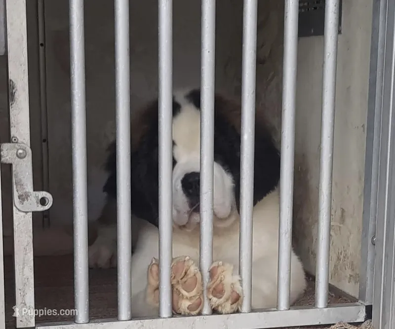 Gabby – Saint Bernard puppy for sale in Kirkwood, MO