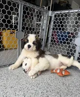 PJ, a male Saint Bernard for sale in Kirkwood, MO – 2 of 3