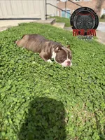 Latte , a female American Bully for sale in Atlanta, GA – Photo 4 of 4