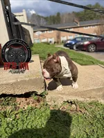 Latte , a female American Bully for sale in Atlanta, GA – Photo 3 of 4