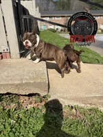 Latte , a female American Bully for sale in Atlanta, GA – Photo 1 of 4