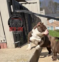 Latte , a female American Bully for sale in Atlanta, GA – Photo 2 of 4