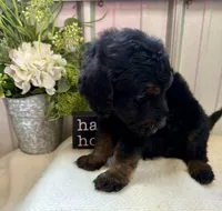 River, a male Golden Mountain Doodle for sale in Hackleburg, AL – 7 of 8