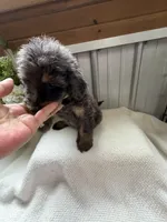 Lainey, a female Golden Mountain Doodle for sale in Hackleburg, AL – 8 of 10