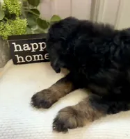 River, a male Golden Mountain Doodle for sale in Hackleburg, AL – 3 of 8