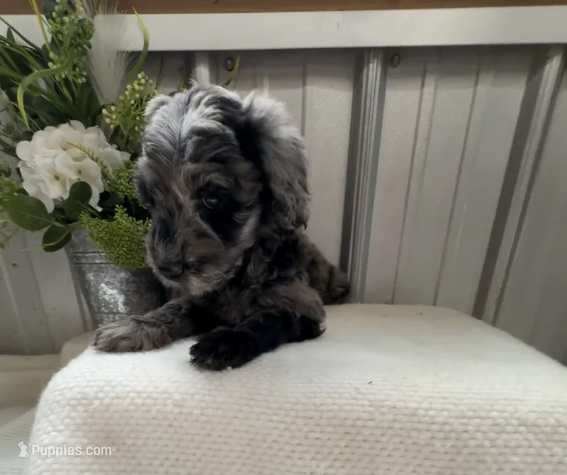 Lily B – Golden Mountain Doodle puppy for sale in Hackleburg, AL