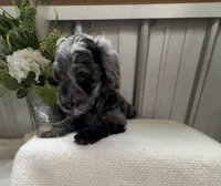 Lily B, a female Golden Mountain Doodle for sale in Hackleburg, AL – 1 of 9