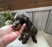 Lainey, a female Golden Mountain Doodle for sale in Hackleburg, AL – 7 of 10