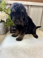 River, a male Golden Mountain Doodle for sale in Hackleburg, AL – 6 of 8