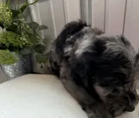 Lily B, a female Golden Mountain Doodle for sale in Hackleburg, AL – 7 of 9