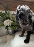 Lily B, a female Golden Mountain Doodle for sale in Hackleburg, AL – 6 of 9
