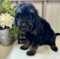 River, a male Golden Mountain Doodle for sale in Hackleburg, AL – 2 of 8