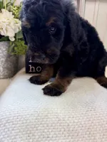 River, a male Golden Mountain Doodle for sale in Hackleburg, AL – 4 of 8