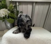 Lily B, a female Golden Mountain Doodle for sale in Hackleburg, AL – 5 of 9