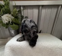 Lily B, a female Golden Mountain Doodle for sale in Hackleburg, AL – 3 of 9
