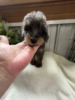 Lainey, a female Golden Mountain Doodle for sale in Hackleburg, AL – 2 of 10