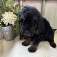 River, a male Golden Mountain Doodle for sale in Hackleburg, AL – 5 of 8