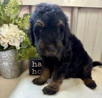 River, a male Golden Mountain Doodle for sale in Hackleburg, AL – 1 of 8