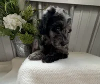 Lily B, a female Golden Mountain Doodle for sale in Hackleburg, AL – 4 of 9