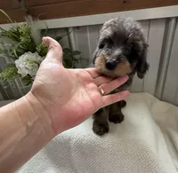 Lainey, a female Golden Mountain Doodle for sale in Hackleburg, AL – 6 of 10