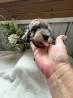 Lainey, a female Golden Mountain Doodle for sale in Hackleburg, AL – 3 of 10