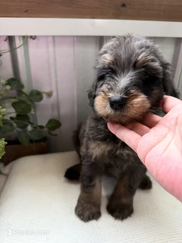 Lainey – Golden Mountain Doodle puppy for sale in Hackleburg, AL