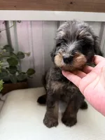 Lainey, a female Golden Mountain Doodle for sale in Hackleburg, AL – 1 of 10