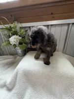 Lainey, a female Golden Mountain Doodle for sale in Hackleburg, AL – 4 of 10