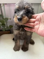 Lainey, a female Golden Mountain Doodle for sale in Hackleburg, AL – 10 of 10