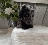 Lily B, a female Golden Mountain Doodle for sale in Hackleburg, AL – 9 of 9