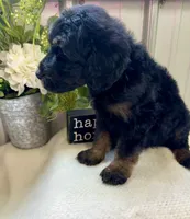River, a male Golden Mountain Doodle for sale in Hackleburg, AL – 8 of 8