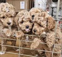 Boy, a male Poodle - Toy  and Poodle - Miniature  for sale in Citrus Heights, CA – Photo 5 of 8