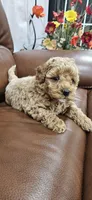 Boy, a male Poodle - Toy  and Poodle - Miniature  for sale in Citrus Heights, CA – Photo 3 of 8