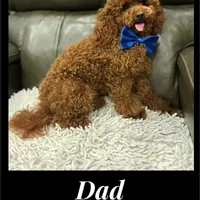 Browny (Boy), a male Poodle - Toy  and Poodle - Miniature  for sale in Citrus Heights, CA – Photo 3 of 5