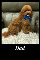 Boy, a male Poodle - Toy  and Poodle - Miniature  for sale in Citrus Heights, CA – Photo 8 of 8