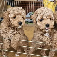 Browny (Boy), a male Poodle - Toy  and Poodle - Miniature  for sale in Citrus Heights, CA – Photo 5 of 5