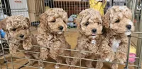 Boy, a male Poodle - Toy  and Poodle - Miniature  for sale in Citrus Heights, CA – Photo 6 of 8