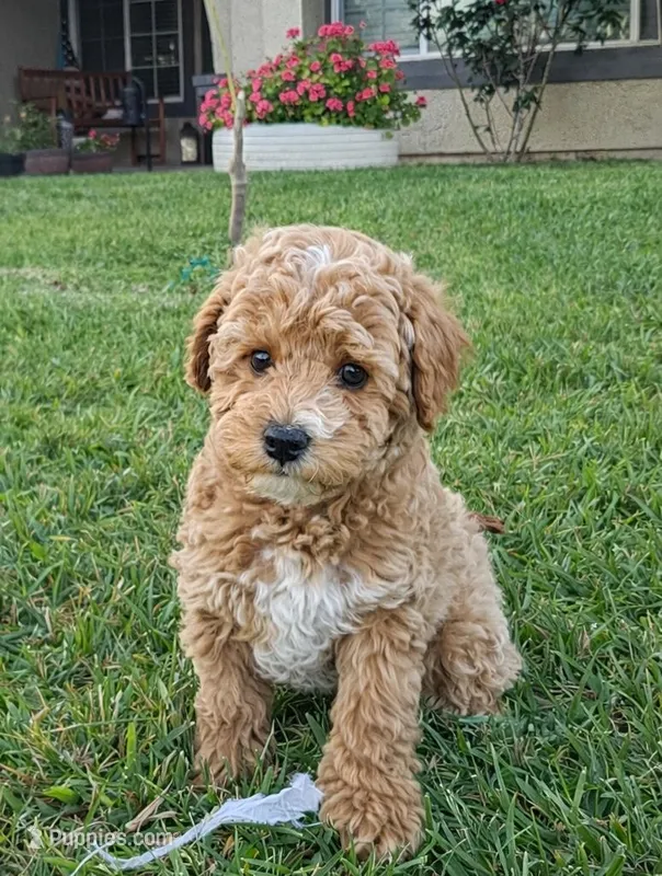 Browny (Boy) – Poodle - Toy , Poodle - Miniature  puppy for sale in Citrus Heights, CA