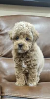 Sweet Boy, a male Poodle - Toy  and Poodle - Miniature  for sale in Citrus Heights, CA – Photo 1 of 3