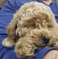 Sweet Boy, a male Poodle - Toy  and Poodle - Miniature  for sale in Citrus Heights, CA – Photo 3 of 3
