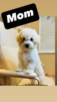Boy, a male Poodle - Toy  and Poodle - Miniature  for sale in Citrus Heights, CA – Photo 4 of 5