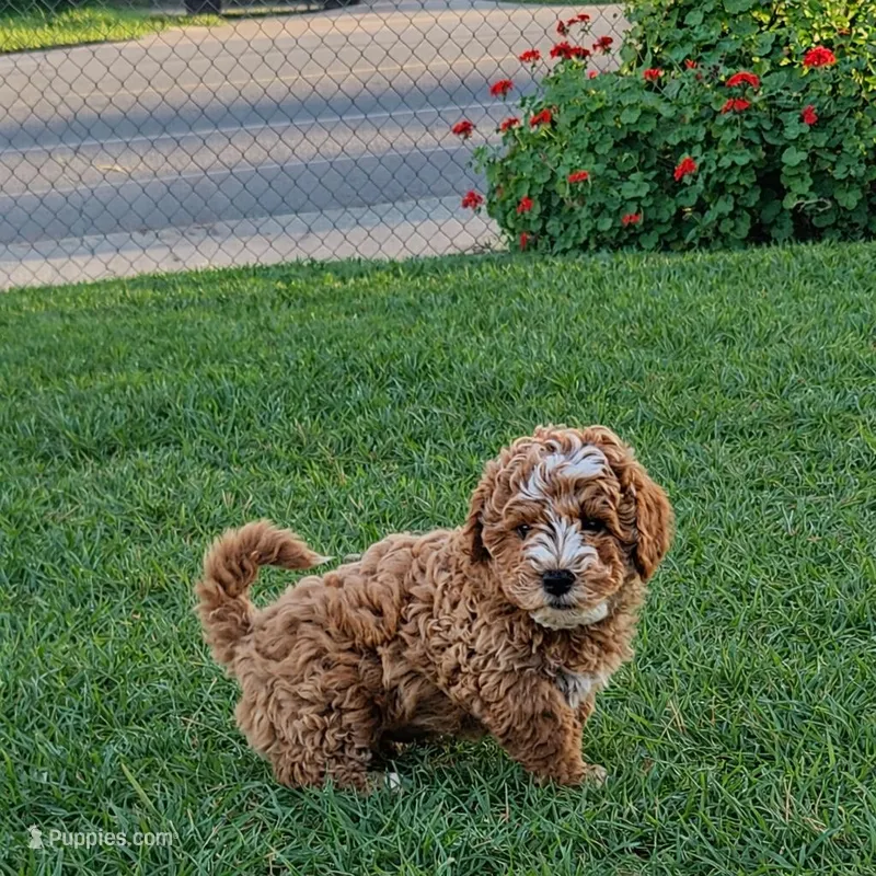 Boy – Poodle - Toy , Poodle - Miniature  puppy for sale in Citrus Heights, CA