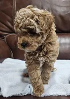 Boy Needs a Name, a male Poodle - Toy  and Poodle - Miniature  for sale in Citrus Heights, CA – Photo 8 of 9