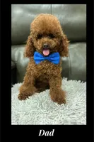 Boy Needs a Name, a male Poodle - Toy  and Poodle - Miniature  for sale in Citrus Heights, CA – Photo 3 of 9